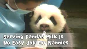 Serving Pandas Milk Is No Easy Job For Nannies Ipanda In 2020 Panda Easy Jobs Nanny
