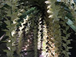 Image result for Diaphananthe odoratissima