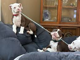 How could any resist this kind of puppy fun?!🤣🤎