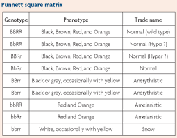 Corn Snake Weight Chart Corn Snake Feeding Chart By Age