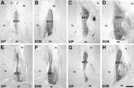 Interested candidates fill online form of bstc 2021 examination from official website. Representative Photomicro Graphs Depicting The Bstc In Males Top Row Download Scientific Diagram