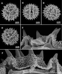 Image result for Vernonia meiostephana