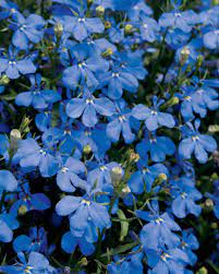 Fill your shade garden with annual shade plants, including impatiens, begonias, lobelia, fuchsia, coleus, caladium and coleus. Lucia Dark Blue Lobelia Erinus Shade Loving Flowers Lobelia Flowers Plants