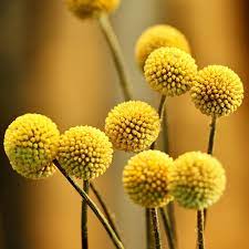 We did not find results for: Craspedia Globosa Billy Buttons Puriri Lane