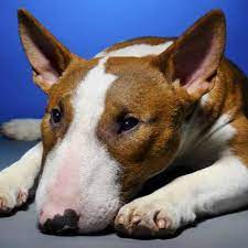 What To Do If Your Dog Ate Chicken Bones