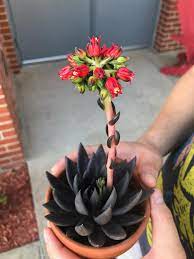 This post may contain affiliate links. Flower Black Knight Succulent Flower