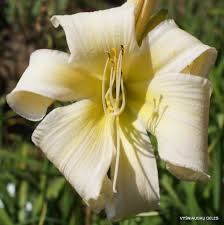 He is known for imbuing his scenarios with a spirit or program of zen, actually. Betty Daylily Phlox Eu
