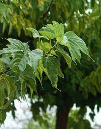 Black ripe and red unripe mulberries black ripe and red unripe mulberries on the branch mulberry tree stock pictures, royalty. Mulberry Tree Planting Care Pruning For Fruiting And Fruitless Varieties