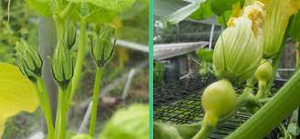 For that baby to grow up, pollen from the male must make it to the female, usually carried by bees. Hand Pollinating Squash For Higher Yields And Seed Saving