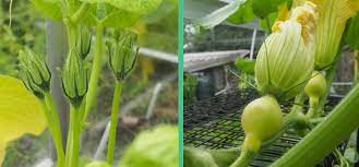It would be cool to breed a squash variety that does all double flowers and fruit! Hand Pollinating Squash For Higher Yields And Seed Saving