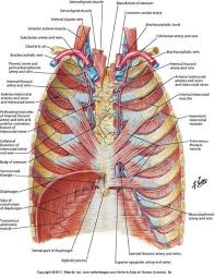 The upper edge is round and the lower sharp. Human Anatomy Rib Cage Organs Koibana Info Human Skeleton Anatomy Human Anatomy Human Body Anatomy