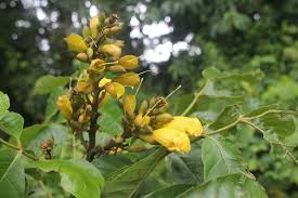 Image result for Markhamia lutea