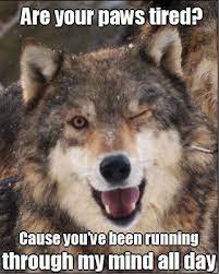 Lol Wolf Pack Quotes Funny Animal Quotes Wolf Quotes