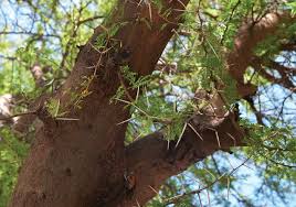 Image result for Acacia karroo