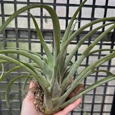 Image result for Trichilia capitata