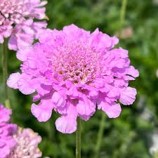 Image result for Scabiosa columbaria