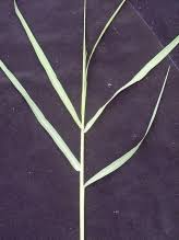 Image result for Cynodon aethiopicus