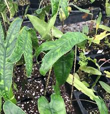 Light requirements, watering needs the alocasia zebrina is a beautiful tropical plant. Alocasia Zebrina Reticulata Elephant Ear Wellspring Gardens Wellspring Gardens Buy Tropical Edible Plants Online