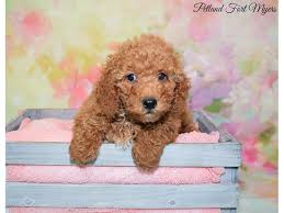 Bella has a soft curly coat. Miniature Labradoodle Dog Female Chocolate 2635270 Petland Fort Myers Florida