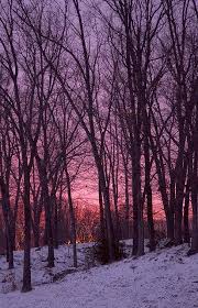 Winter Woods Winter Landscape Winter Scenery Winter Wood
