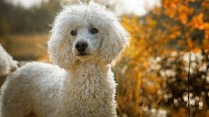 Beat in eggs, one at a time. Here S Everything You Probably Don T Know About Poodles