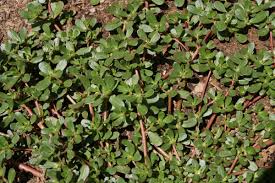 Image result for Portulaca oleracea