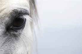 Resultado de imagen para lentes de contacto para caballos