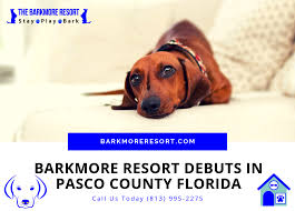 The cost to board a dog overnight is about $40, but prices range from $29 to $80 depending on the size of the room you want your dog to sleep in (4x4 to 8x10 20+ dog boarding kennels near you. Doggy Day Care Overnight Dog Training Boarding In Pasco County Fl