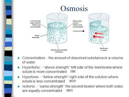 We did not find results for: Osmosis Objectives Describe Osmosis As Passive Transport Define Isotonic Hypertonic And Hypotonic Describe What Happens To An Animal And Plant Cell Ppt Download