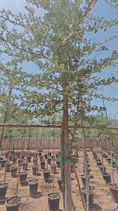 Image result for Acacia mellifera