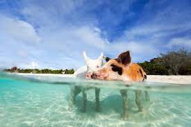 Der blog für reiseerlebnisse und informationen über die bahamas. Susse Urlaubs Ferkelei Die Schwimmenden Schweine Der Bahamas Tui Com Reiseblog