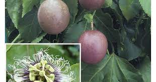 Passion Flower Possum Purple Passiflora Edulis Passion Flower Passiflora Passion Fruit Plant