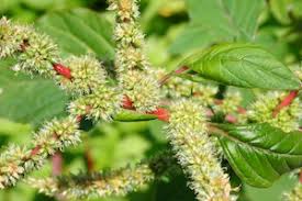 Image result for Amaranthus spinosus