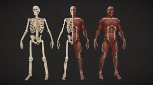 Stylized Anatomy By Graft Head Muscles Human Digestive System 3d Model