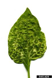 Image result for Alfalfa mosaic virus