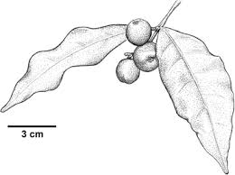 Image result for Hunteria myriantha