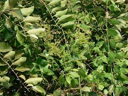 Image result for Salvadora australis