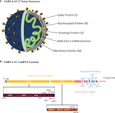 Heterologous immunity induced by 1st generation COVID-19 vaccines and its  role in developing a pan-coronavirus vaccine - Frontiers