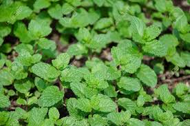 Mint can also help to relieve stress and anxiety. The Plant Is A Perennial Herb And A Plant In The Mint Family Stock Photo Picture And Royalty Free Image Image 27487814