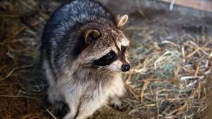 Maybe you would like to learn more about one of these? Ø­ÙŠÙˆØ§Ù†Ø§Øª Ø§Ù„Ø±Ø§ÙƒÙˆÙ† ØªØ¯Ø®Ù„ Ù…Ø¨Ù†Ù‰ Ø¨Ù†Ùƒ ÙÙŠ Ø§Ù„ÙˆÙ„Ø§ÙŠØ§Øª Ø§Ù„Ù…ØªØ­Ø¯Ø© Rt Arabic