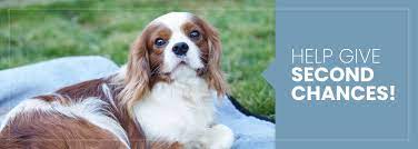 If you are looking for puppies for sale or a particular stud dog. Cavalier Rescue Trust Its All About The Dogs