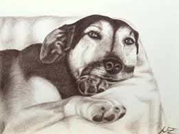 German Shepherd Drawing By Nicole Zeug Www Arts And Dogs De Hond Kunst Honden Kunst