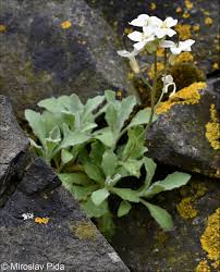 Image result for Arabis alpina