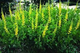 Check spelling or type a new query. Learn About Baptisia Sphaerocarpa Hunt Co Texas Yellow Redneck Lupine Perennial Encyclopedia By Plant Delights Nursery