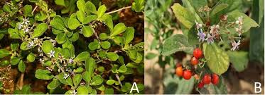 Image result for Ehretia rigida