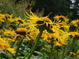 Image result for Inula