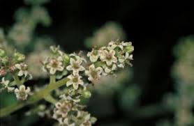 Image result for Embelia ruminata