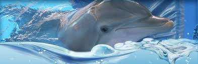 Pin On Winter The Dolphin