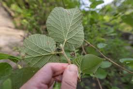 Image result for Grewia villosa