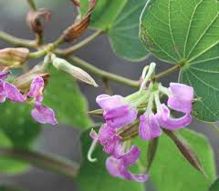 Image result for Bauhinia macrantha